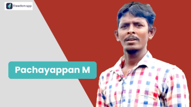 M Pachayappan फ़्रीडम ऐप पर फूलों की खेती के मेंटर है।