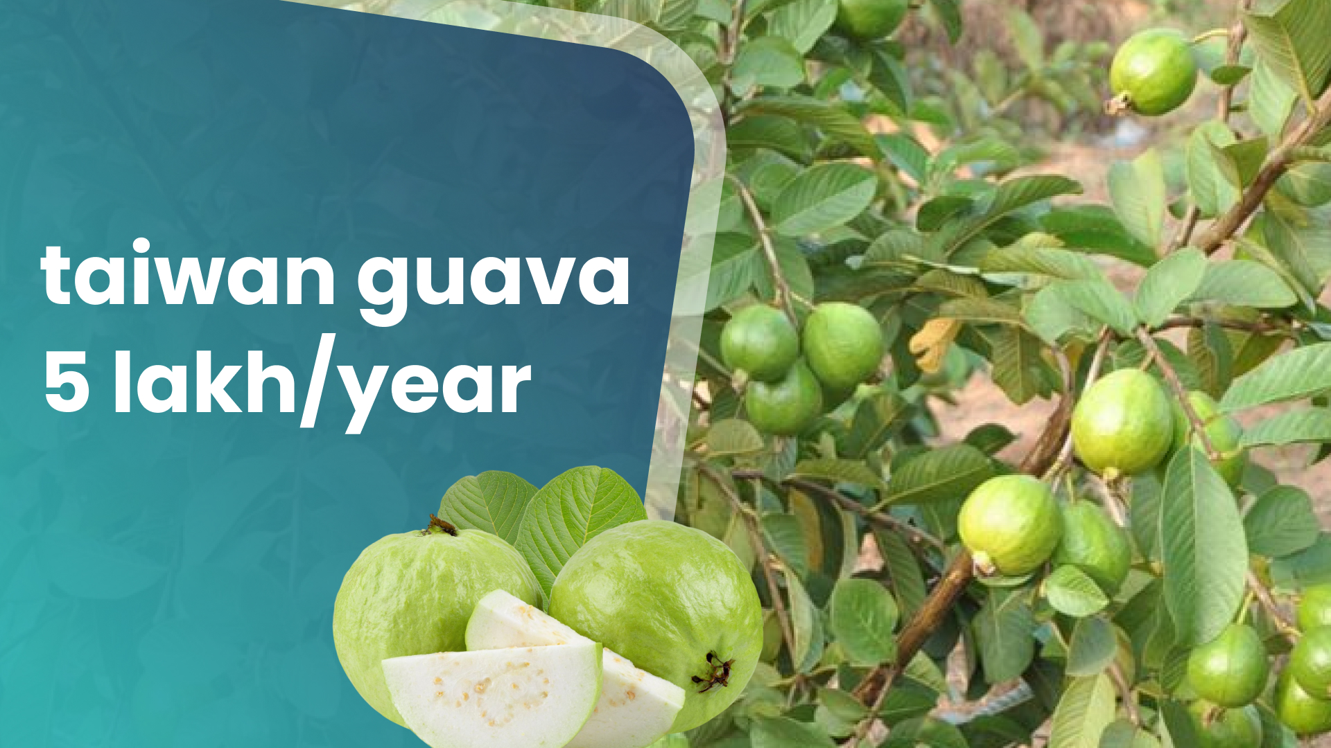 Course Trailer: Taiwan Guava Farming Course - Earn 5 lakh/year. Watch to know more.