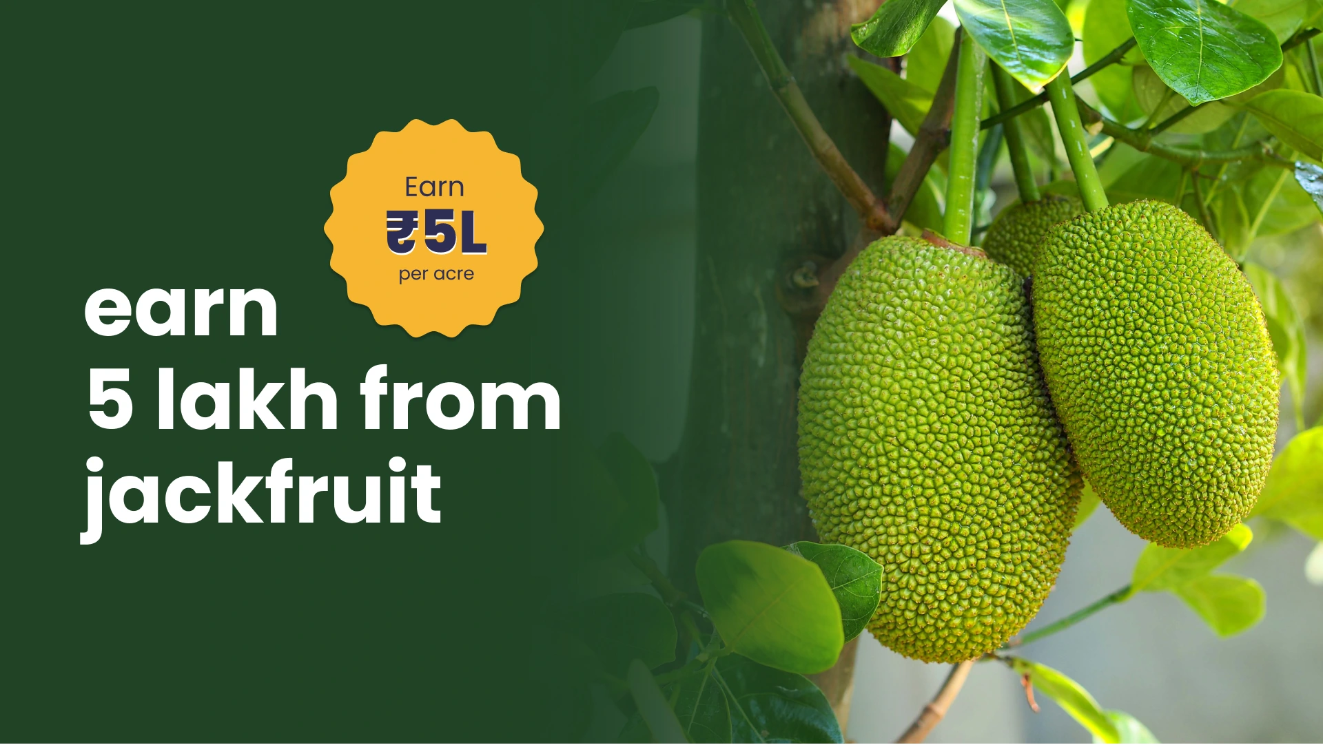 Course Trailer: Jackfruit Farming Course - Earn 5 lakh/acre. Watch to know more.