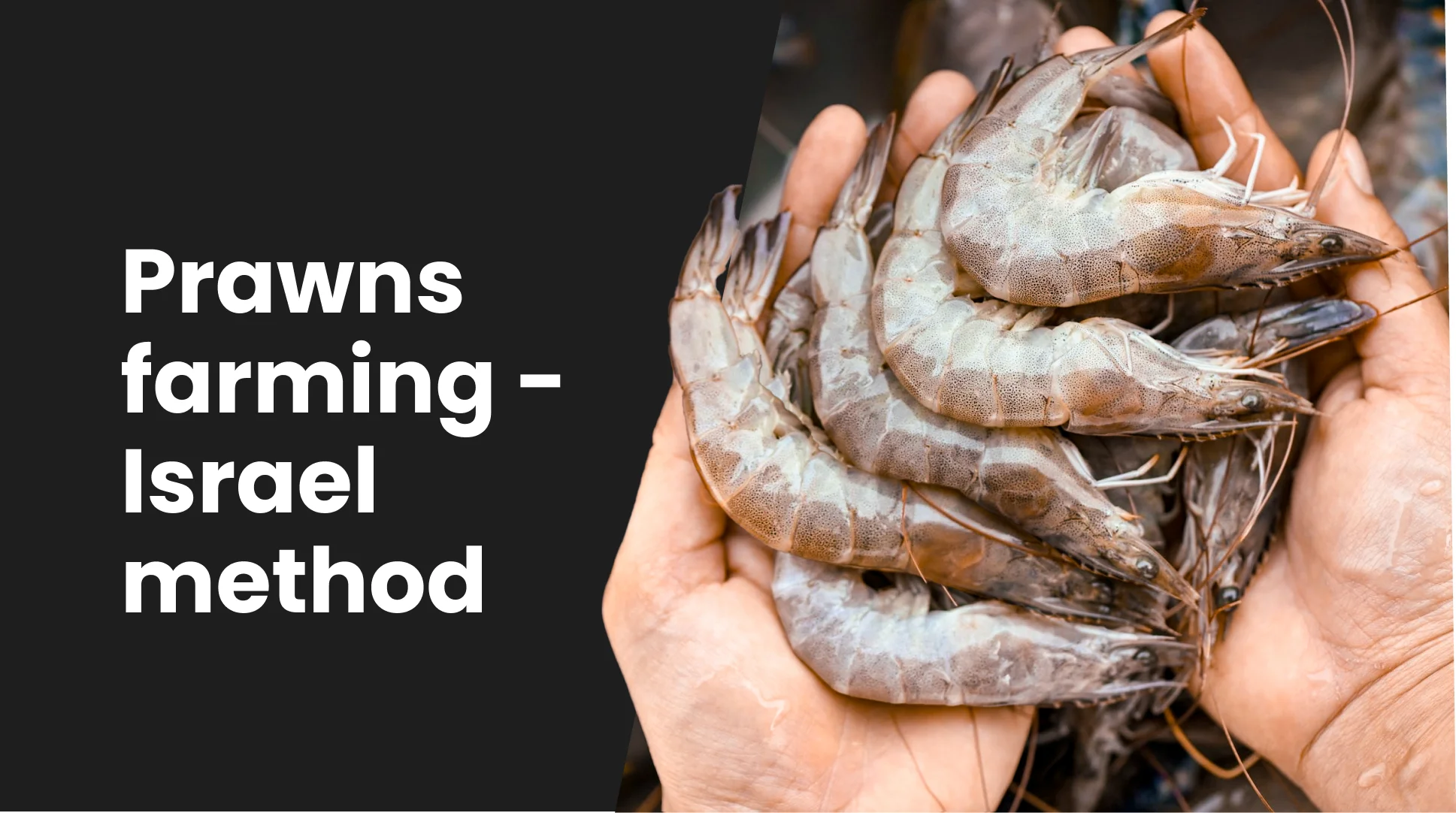 Course Trailer: Prawns Farming Course - Earn Upto 10 Lakh / Year. Watch to know more.