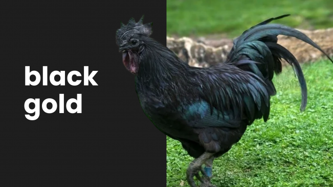 Course Trailer: Kadaknath Chicken Farming Course - Earn Rs 8 lakh/1000 birds in 6 months. Watch to know more.