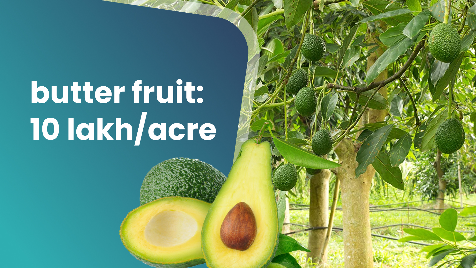 Course Trailer: Butter Fruit Farming Course - Earn 10 lakh/acre. Watch to know more.
