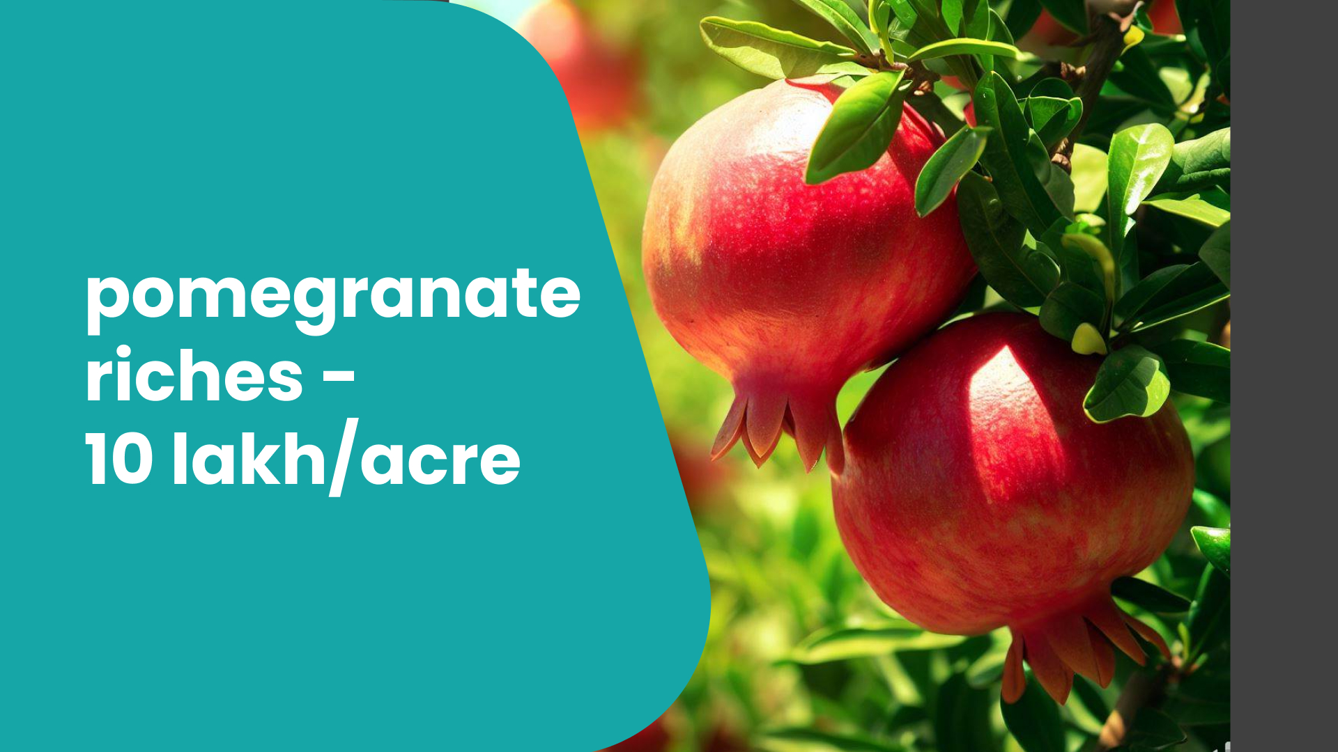 Course Trailer: Pomegranate Farming Course - Earn up to 10 lakh/acre. Watch to know more.