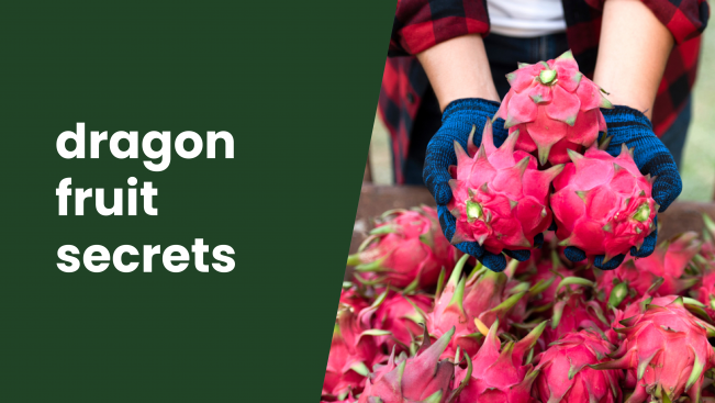 Course Trailer: Dragon Fruit Course - Learn from Scientist Dr. G Karunakaran. Watch to know more.