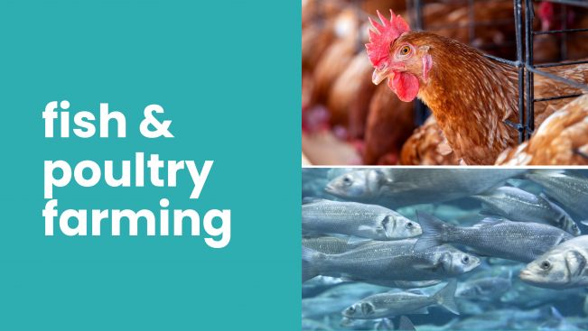 Course Trailer: Integrated Fish & Poultry Farming Course - Earn 12 lakh/year. Watch to know more.