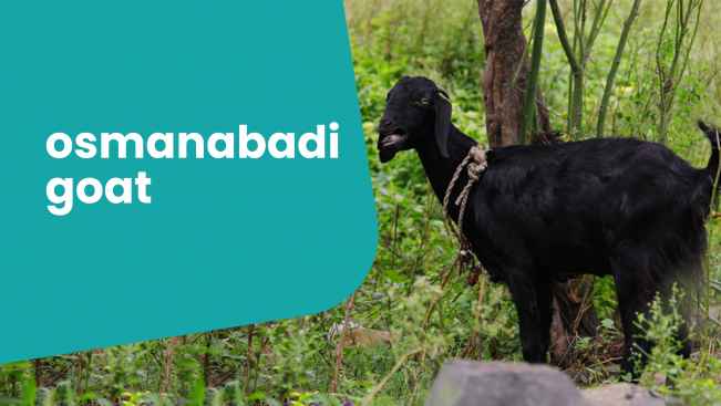 Course Trailer: Osmanabadi Goat Farming Course - Earn up to 7 lakh with 20 goats. Watch to know more.