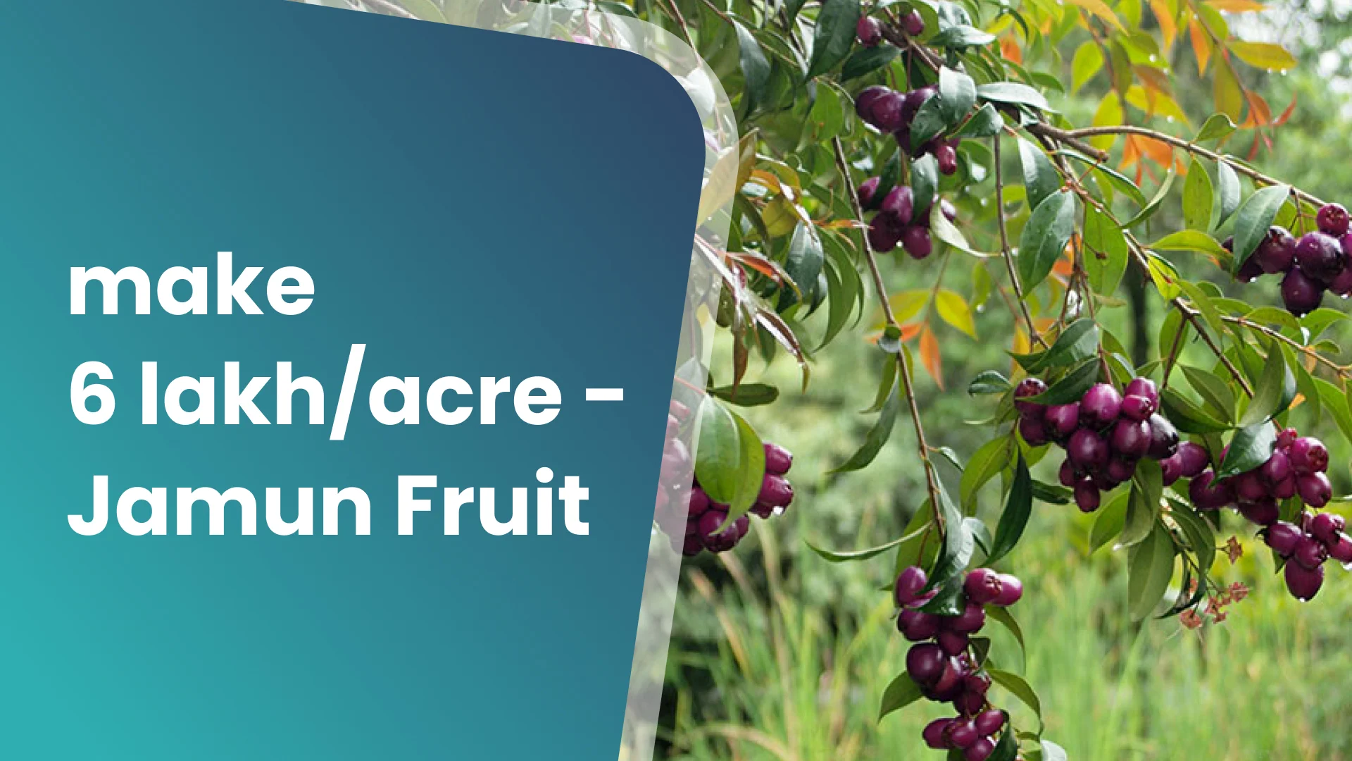 Course Trailer: Jamun Fruit Farming Course - Earn 6 lakh/acre. Watch to know more.