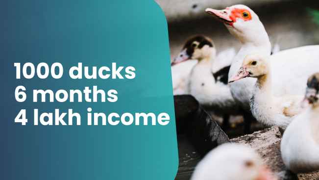 Course Trailer: Duck Farming Course - Earn Rs 4 Lakh/1000 Birds in 6 Month. Watch to know more.