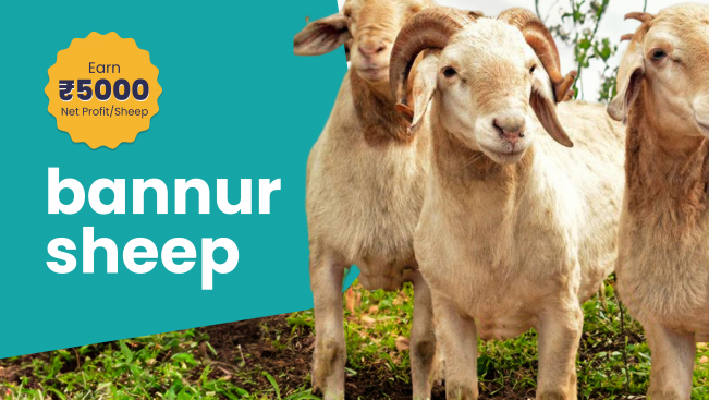 Course Trailer: Bannur Sheep Farming Course - Earn 5k net profit per sheep. Watch to know more.