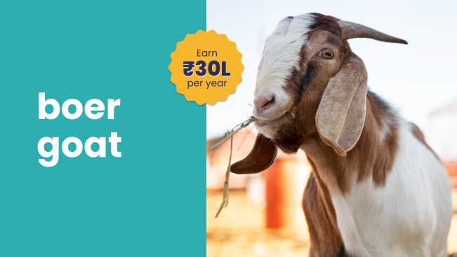 Course Trailer: Boer Goat Farming Course - Earn 30 lakh/year. Watch to know more.