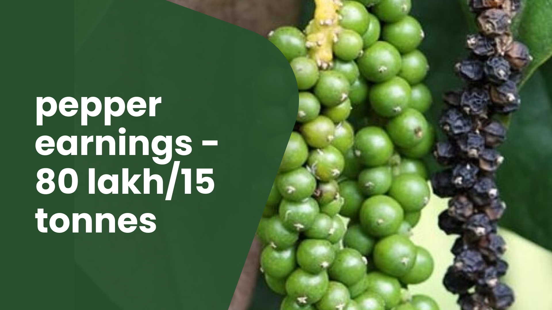 Course Trailer: Pepper Farming Course - Earn 70-80 lakh from 15 tonnes. Watch to know more.