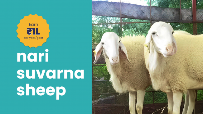 Course Trailer: Nari Suvarna Sheep Farming Course - Earn 1 lakh/sheep in a year. Watch to know more.