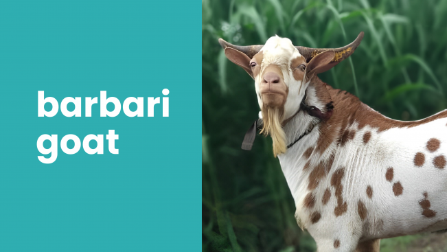 Course Trailer: Barbari Goat Farming - Get monthly 60 litre milk per goat. Watch to know more.