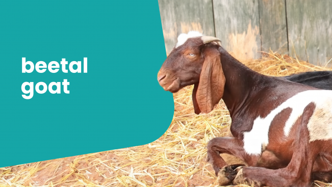 Course Trailer: Beetal Goat Farming Course - Earn Rs 25 lakh/100 goats in one year. Watch to know more.