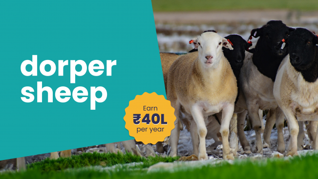 Course Trailer: Dorper Sheep Farming - Earn up to 40 lakh from 100 sheeps. Watch to know more.