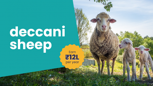 Course Trailer: Deccani Sheep Farming Course - Earn 12 lakh/year. Watch to know more.