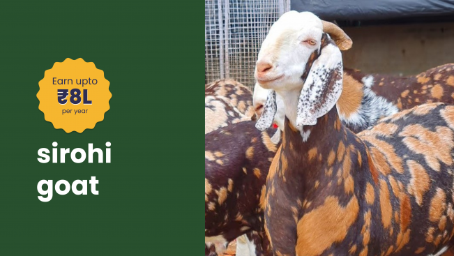 Course Trailer: Sirohi Goat Farming Course - Earn up to 8 lakh/year. Watch to know more.