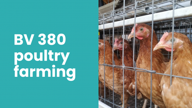 Course Trailer: BV 380 Poultry Farming Course - Earn up to 50 lakh/year. Watch to know more.