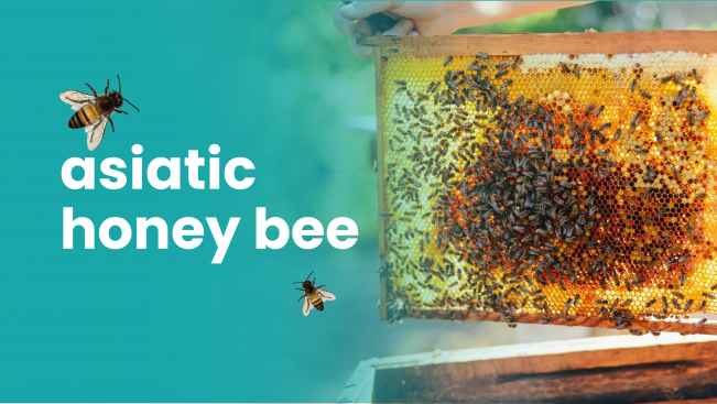 Course Trailer: Asiatic Honey Bee Farming - Earn 20 lakh/annum. Watch to know more.
