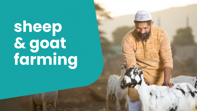 Course Trailer: Sheep & Goat Farming Course - Earn Rs 1 crore/Year. Watch to know more.