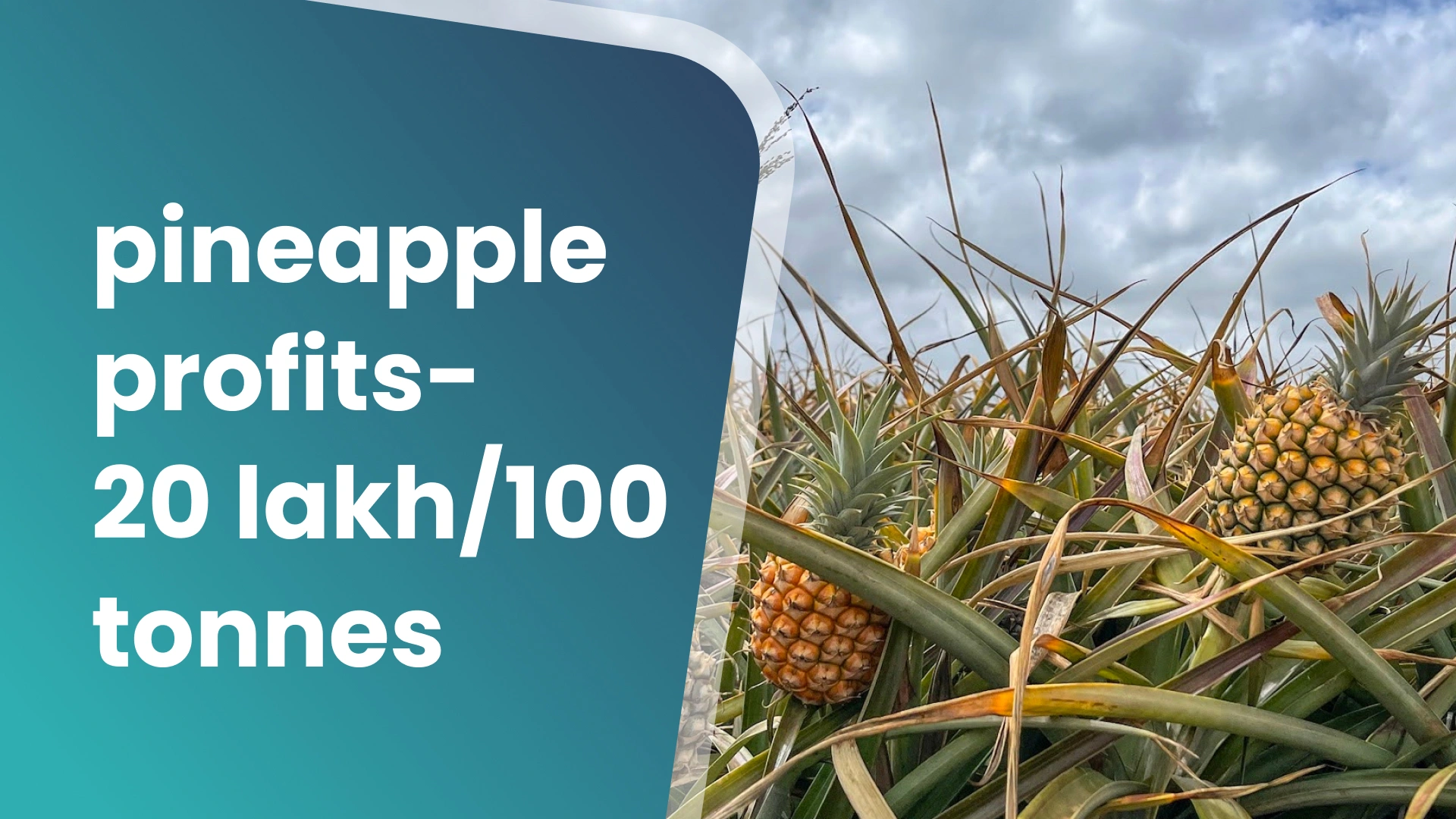 Course Trailer: Pineapple Farming Course - Earn 20 lakh/100 tonnes. Watch to know more.