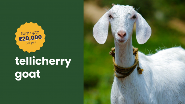 Course Trailer: Tellicherry Goat Farming Course - Earn 20k per goat. Watch to know more.