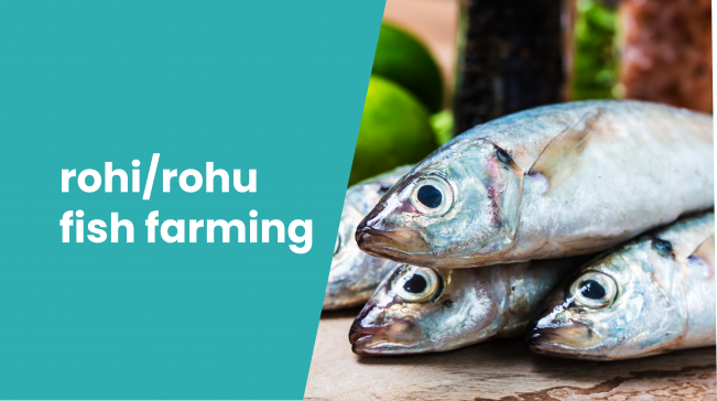 Course Trailer: Catla Fish Farming Course - Earn up to 3 lakh/acre. Watch to know more.