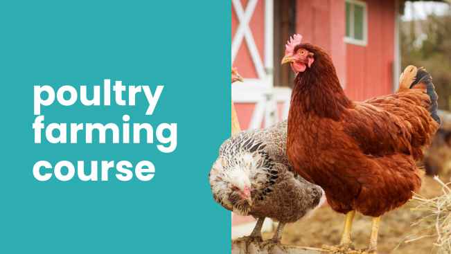 Course Trailer: Poultry Farming Course - Earn up to 2 lakh/month. Watch to know more.