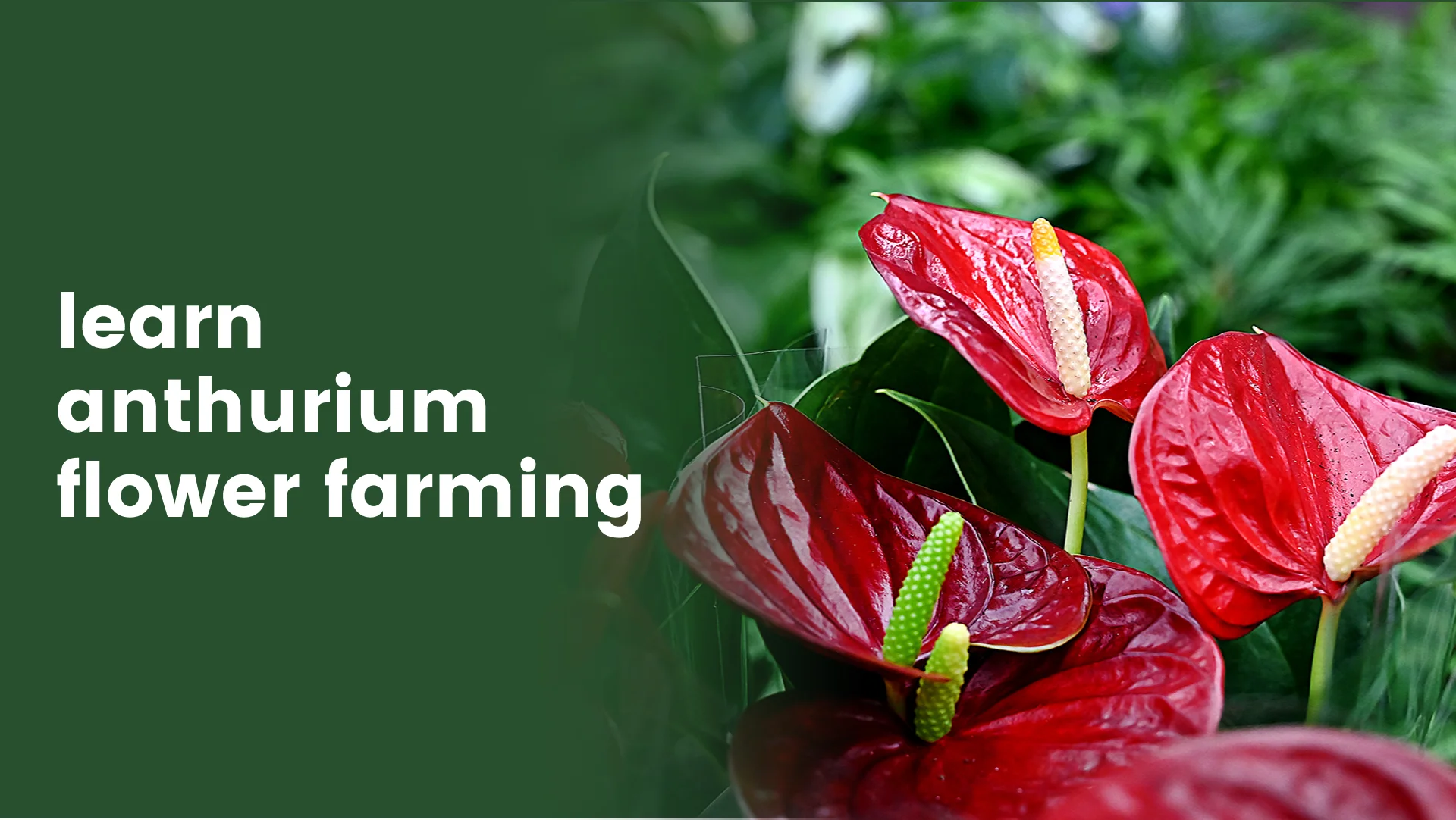 Course Trailer: Anthurium Farming Course - Earn Rs 30/flower. Watch to know more.
