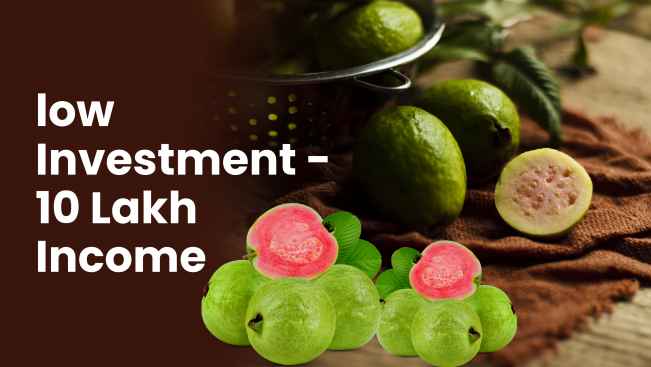 Course Trailer: Arka Kiran Guava Farming Course - Earn 10 lakh with less investment!. Watch to know more.