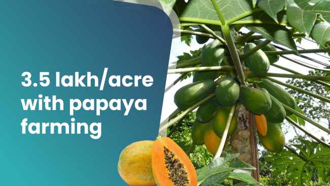 Course Trailer: Taiwan Papaya Farming Course - Earn 3.5 lakh profit/acre . Watch to know more.