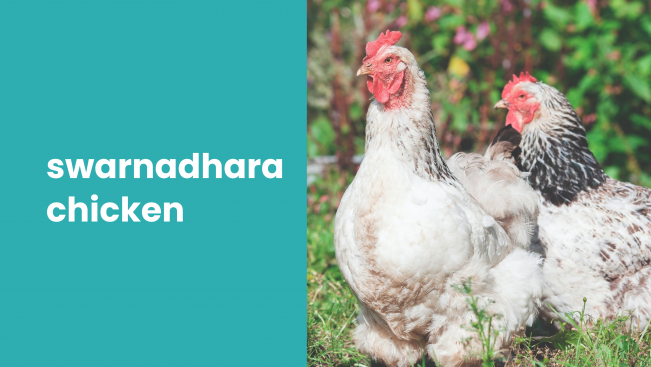 Course Trailer: Swarnadhara Chicken Farming - Earn 50 lakh a year. Watch to know more.