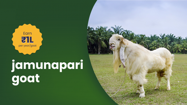 Course Trailer: Course On Jamunapari Goat Farming - Earn 1 lakh/year from one goat. Watch to know more.