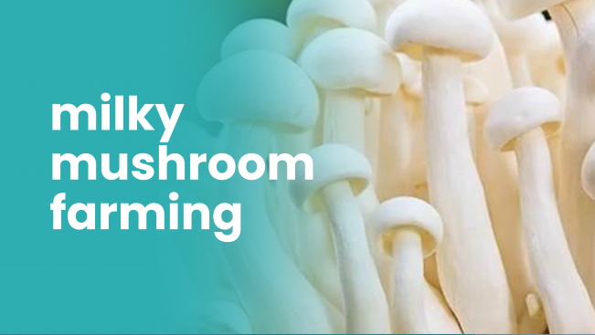 Course Trailer: Milky Mushroom Farming Course - Earn Rs 3 Lakh/Year. Watch to know more.