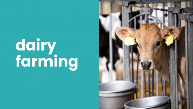 Dairy Farming Course - Earn Rs 1.5 lakh/month from 10 cows - Online course on ffreedom app