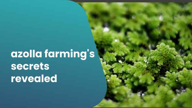 Course Trailer: Azolla Farming Course – Formula to get more Yields!. Watch to know more.