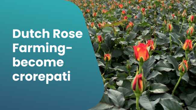 Course Trailer: Dutch Rose Farming Course - Earn in Crores. Watch to know more.