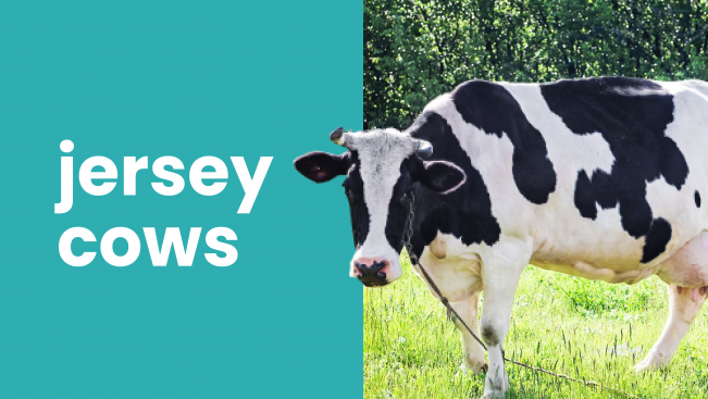 Course Trailer: Jersey Cow Farming Course - Earn 20 Lakhs Per Year From 100 Cows!. Watch to know more.