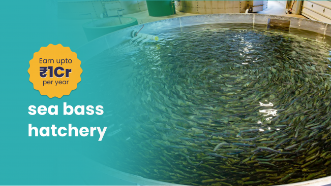 Course Trailer: Course on Sea Bass Hatchery Business – Earn More Than 1 Crore!. Watch to know more.