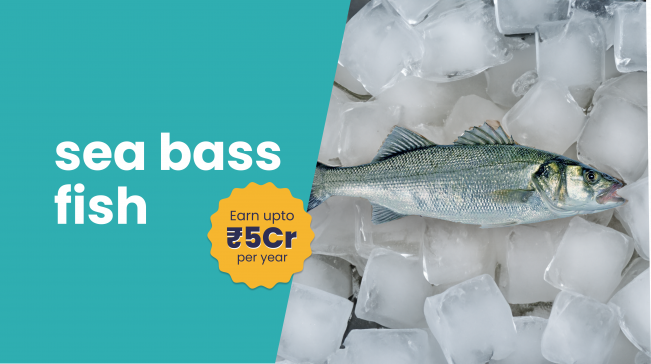 Course Trailer: Sea Bass Fish Farming- Earn more than 5 crores. Watch to know more.
