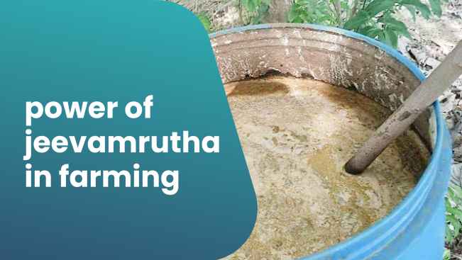 Course Trailer: Importance of Jeevamrutha in Agriculture - Complete Information . Watch to know more.