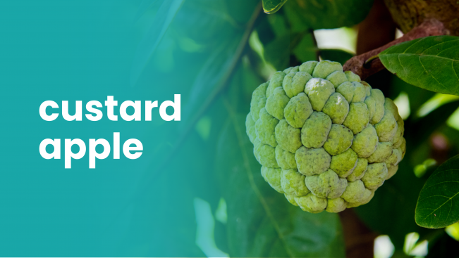 Course Trailer: Custard Apple Farming Course – Earn 3 Lakhs per Acre. Watch to know more.