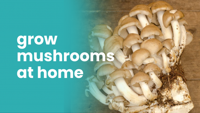 Course Trailer: Mushroom Farming Course - Earn 60,000 Per Month. Watch to know more.