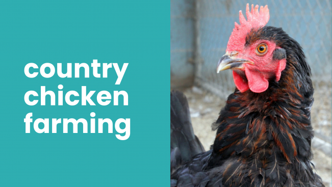 Course Trailer: Country Chicken Farming - Earn Upto 6 Lakhs Per Years. Watch to know more.