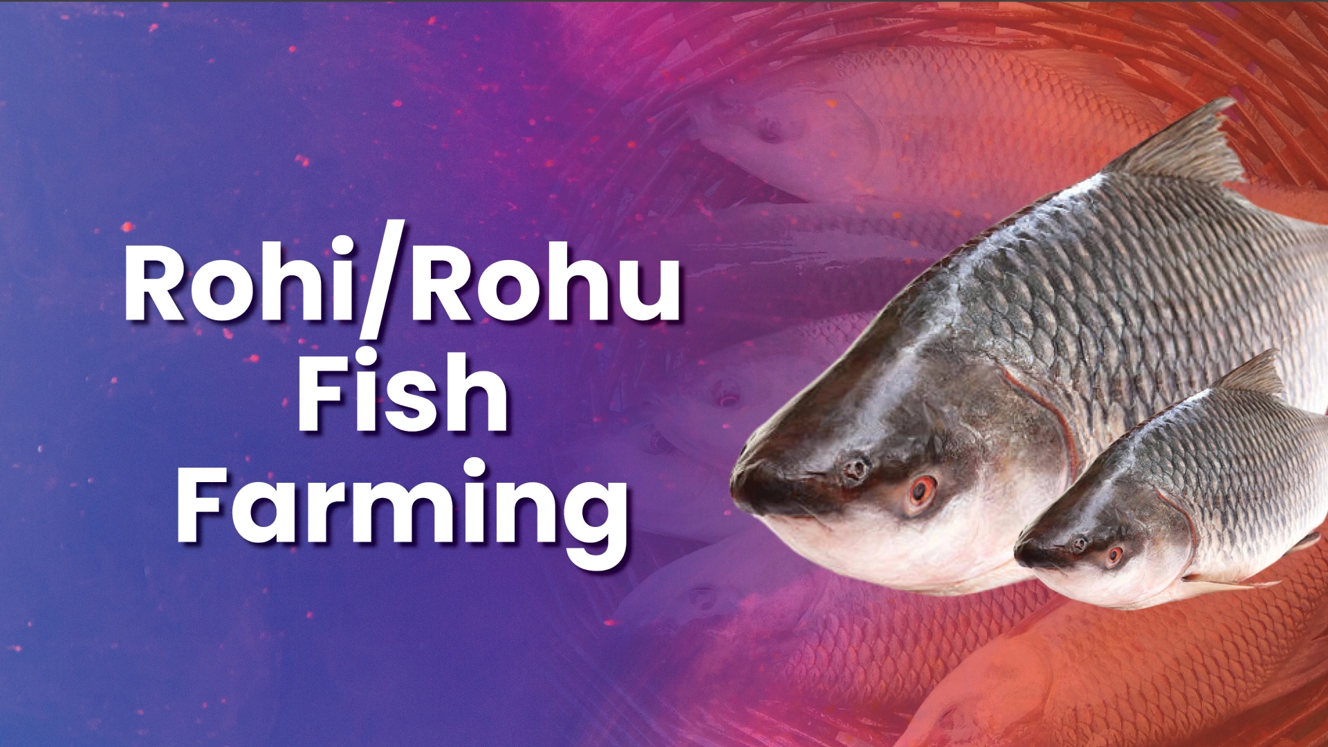 Course Trailer: Rohu Fish Farming Course – Earn 3 Lakh Per Year With 2000 Fishes. Watch to know more.