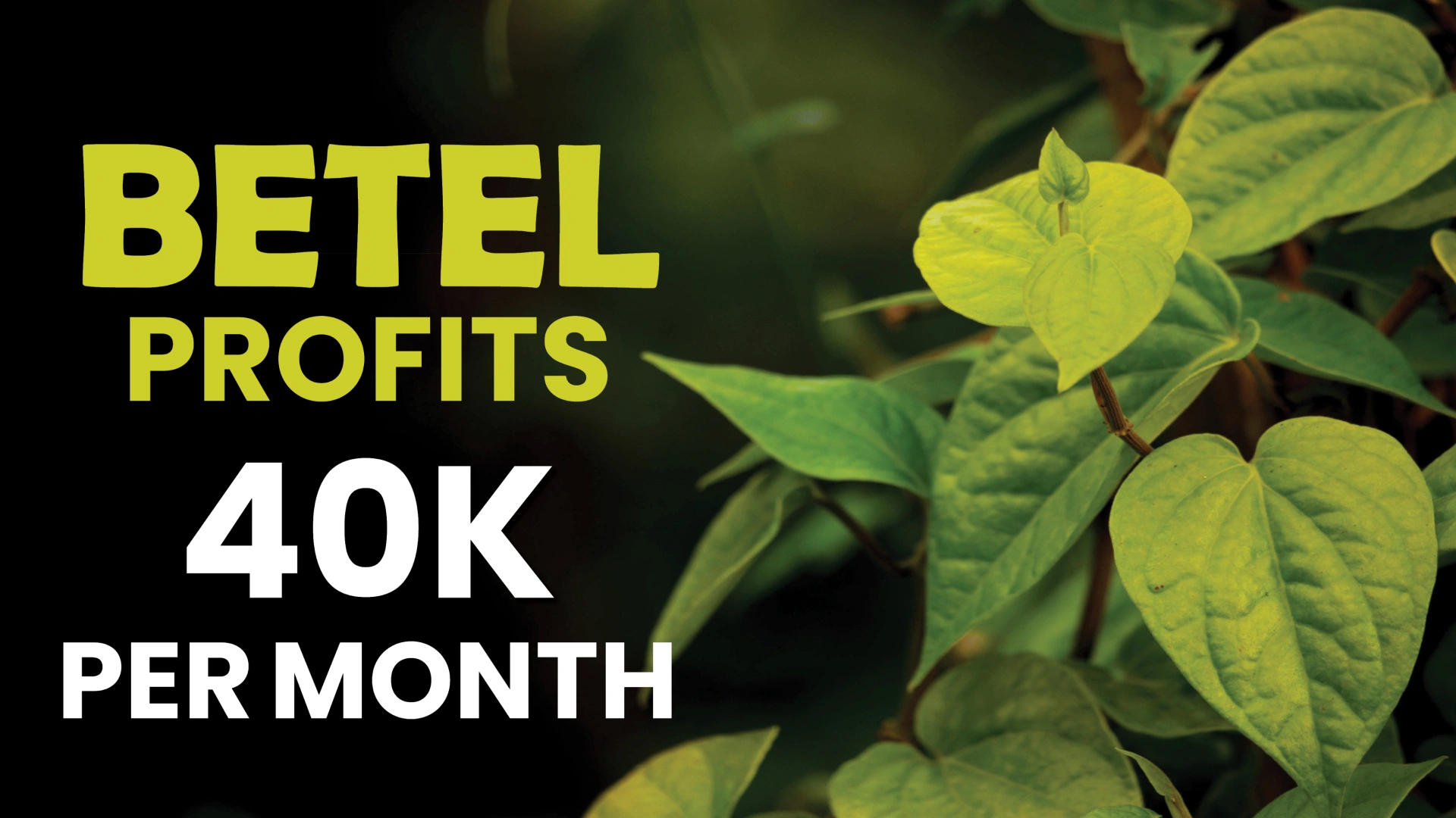 Course Trailer: Course On Betel Plantation – Earn 40K Per Month With Half An Acre Of Land. Watch to know more.