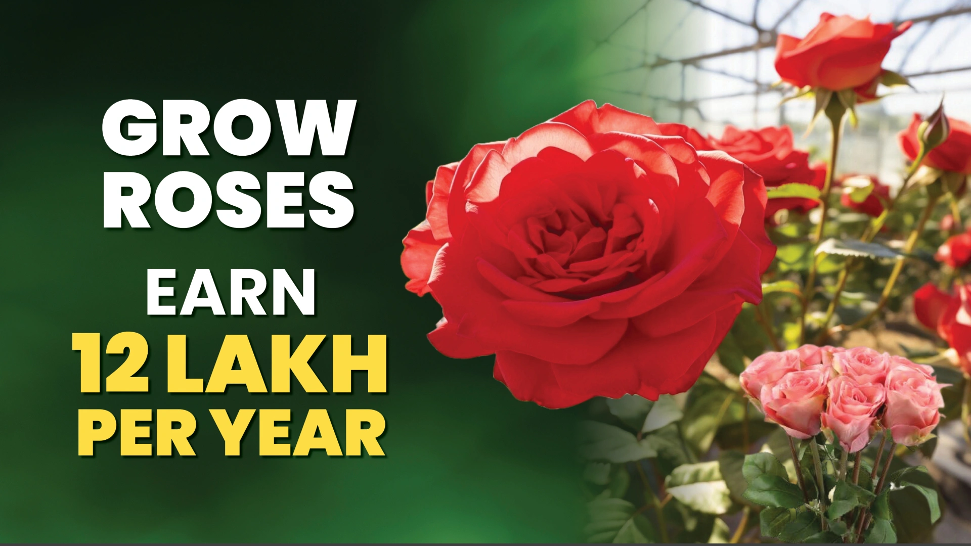 Course Trailer: Rose Farming Course - Earn up to 10-12 lakhs per year. Watch to know more.