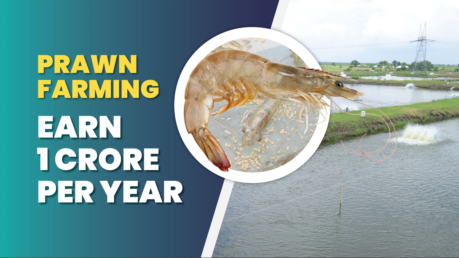 Course Trailer: Prawn Farming Course - Earn Up To 1 Crore Per Year. Watch to know more.