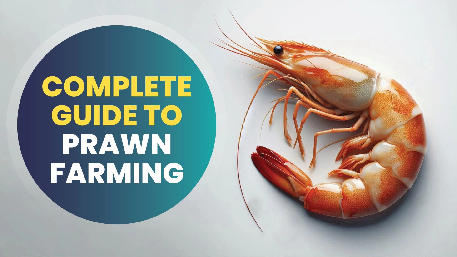 Course Trailer: How to Start Prawn Farming - The complete practical guide. Watch to know more.