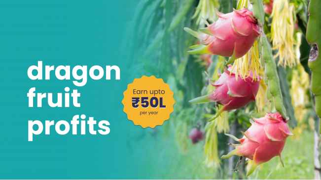 Course Trailer: Dragon Fruit Farming Course - Earn 50 lakhs Per Year. Watch to know more.